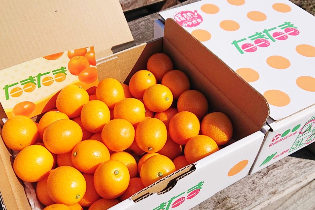 完熟きんかん「たまたま」１kg
