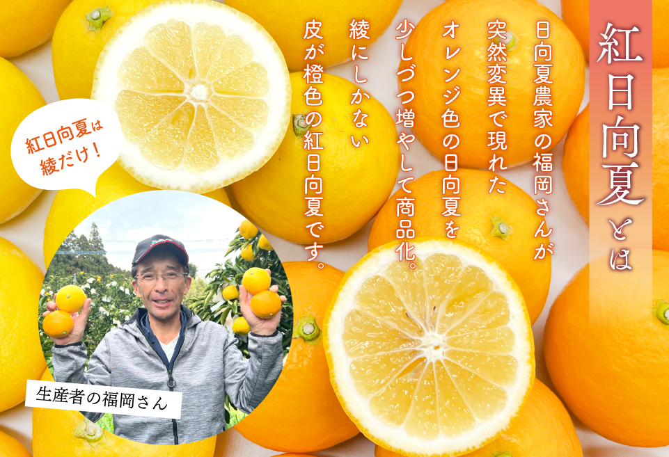 紅日向夏と日向夏の彩り箱 ２.５kg