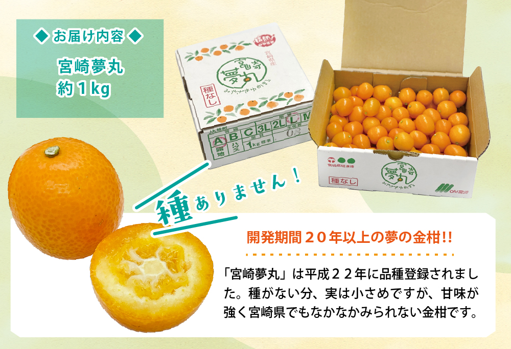 種なし きんかん「宮崎夢丸」 1kg 【完熟 金柑 フルーツ 果物 柑橘 希少 特産品 ギフト プレゼント お取り寄せ グルメ 国産 産地直送 送料無料 綾町】