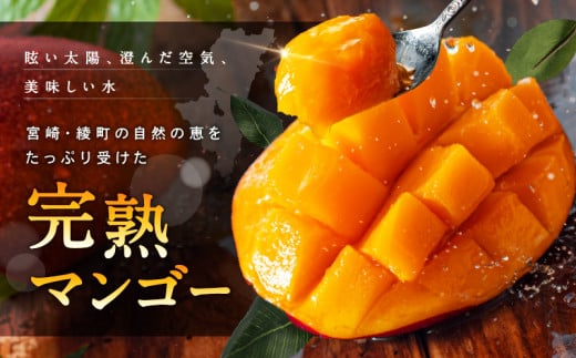 【訳あり】完熟マンゴー 2L×2玉（パック）濃厚 宮崎 果物 フルーツ 贈答 ギフト 甘い 先行受付 送料無料