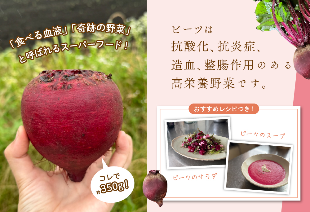 綾町産ビーツ ２kg[おすすめレシピ付き]