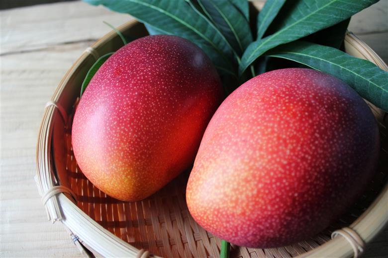 【全3回お届け】至極 完熟マンゴー 2L・2玉［Z20］ 2L