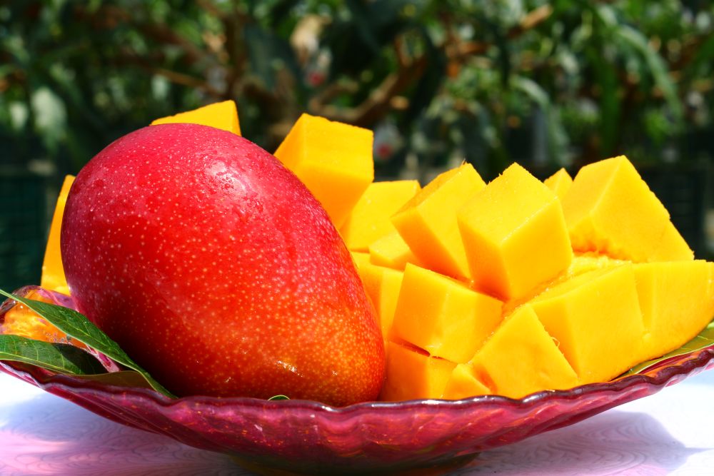 【全3回お届け】至極 完熟マンゴー 4L・2玉［Z21］ 4L