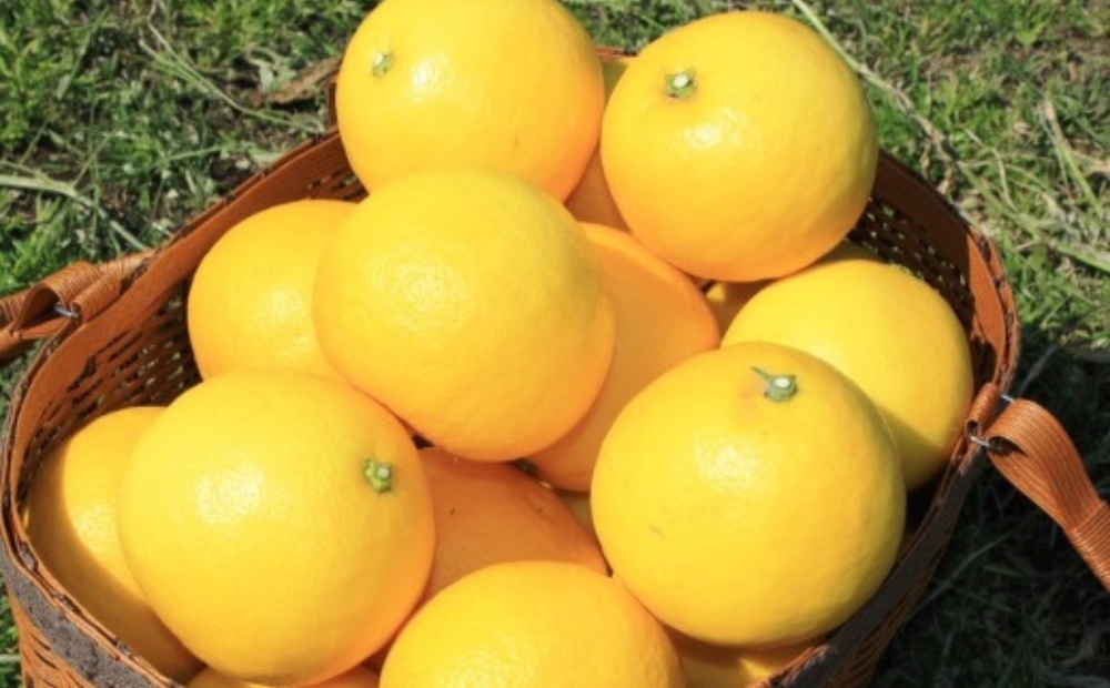 綾の日向夏ドリンク「綾夏ちゃん果汁30％」【缶24本入】