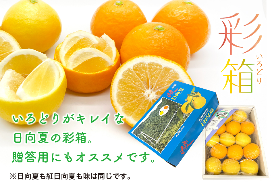 紅日向夏と日向夏の彩り箱 ２.５kg