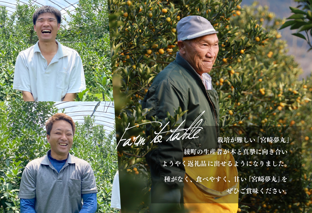 種なし きんかん「宮崎夢丸」 1kg 【完熟 金柑 フルーツ 果物 柑橘 希少 特産品 ギフト プレゼント お取り寄せ グルメ 国産 産地直送 送料無料 綾町】