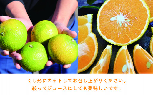 【先行予約】希少柑橘「スイートスプリング」10kg 果物 フルーツ くだもの 柑橘 オレンジ みかんジュース おすすめ プレゼント おすそ分け おやつ スイーツ デザート 常温 産地直送 宮崎県 綾町 送料無料【JA綾町】_A0114-259