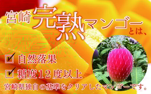 完熟マンゴー ２L×９玉（パック）【濃厚 宮崎 高級 果物 フルーツ 贈答 ギフト 甘い 送料無料 先行受付】