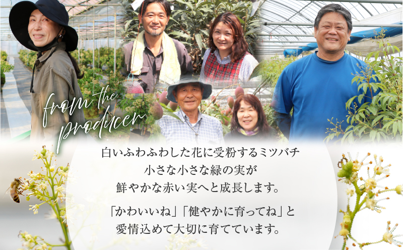 綾生ライチ（化粧箱）