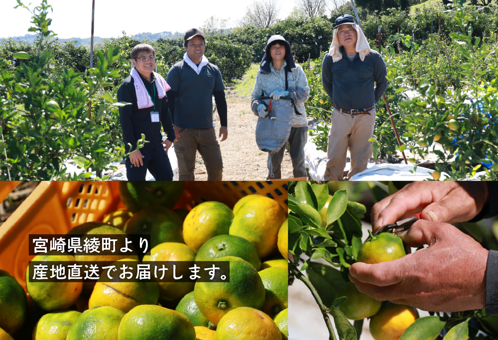 【2025年先行予約】ゆら早生みかん 2.5kg サイズミックス 宮崎県 綾町