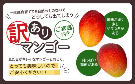 【訳あり】完熟マンゴー 2L×2玉（パック）濃厚 宮崎 果物 フルーツ 贈答 ギフト 甘い 先行受付 送料無料
