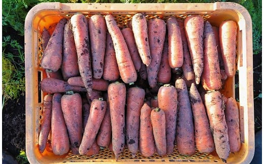 【有機JAS】 ジュースに最適！たっぷりにんじん10kg！（訳ありふぞろい規格） 10kg