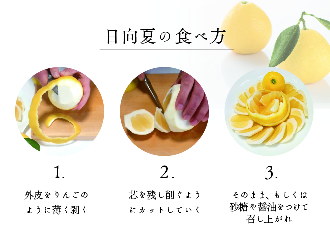 初春の旬「日向夏」種が少ない ２.５kg