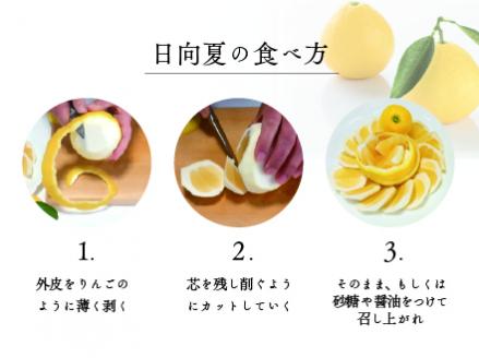 初春の旬「日向夏」種あり5kg【先行受付】