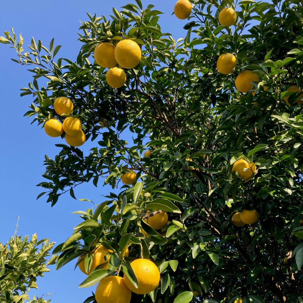 グルテンフリー 生チーズケーキセット（２種類・２個入り）