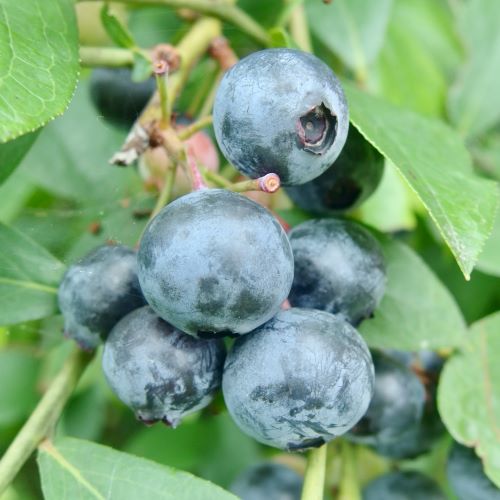 生チーズムース（綾フルーツミックス）白砂糖不使用♪