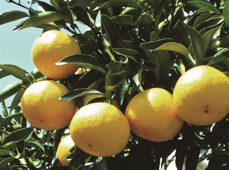 初春の旬「日向夏」種が少ない ２.５kg