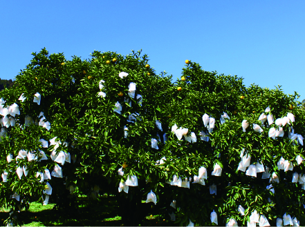 初春の旬「日向夏」種なし ２.５kg