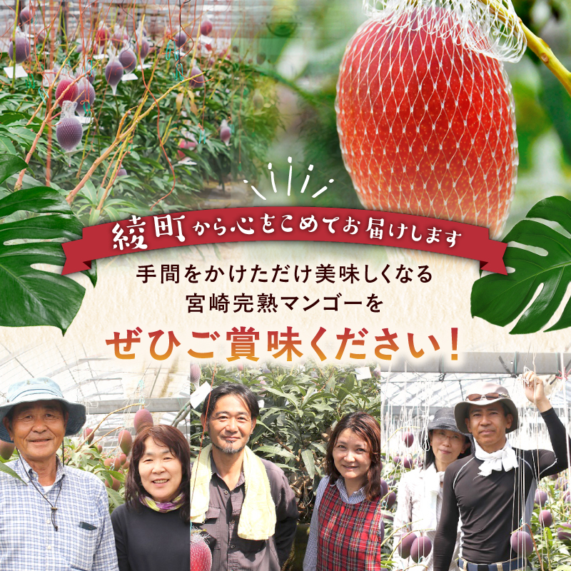 完熟マンゴー ２L×２玉（パック）