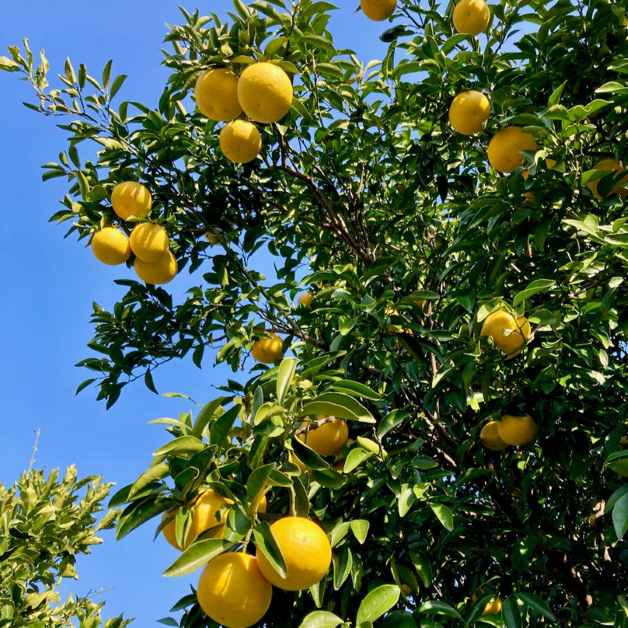 ピールチョコ（綾日向夏ミルク）白砂糖不使用♪