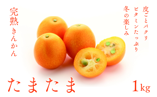 完熟きんかん「たまたま」１kg