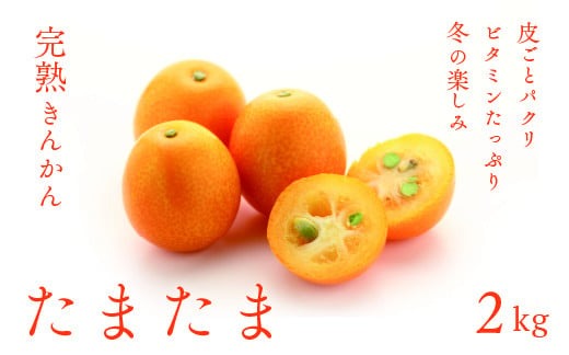 完熟 きんかん たまたま 2kg 宮崎 皮ごと 果物 フルーツ 先行受付 予約 金柑 ギフト 贈答 送料無料