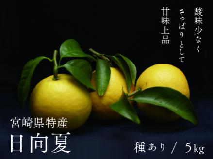 初春の旬「日向夏」種あり5kg【先行受付】