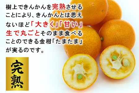 ＜宮崎県産【2024年数量限定】大粒 キンカン たまたま 化粧箱 1kg＞ ※2024年1月中旬～2月末迄に順次出荷します。