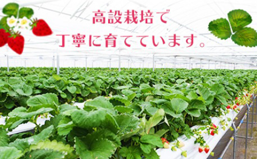 ＜宮崎県産 有機いちご 約1kg（約250g×4パック）＞2026年1月下旬～3月上旬迄に順次出荷 フルーツ 果物 くだもの いちご イチゴ 苺 冷蔵 有機栽培 さがほのか あまおとめ