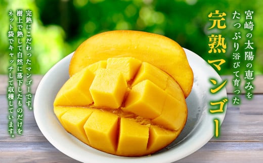 ＜宮崎県産完熟マンゴー 4L×2玉（約1kg）＞