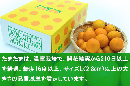 ＜宮崎県産【2024年数量限定】大粒 キンカン たまたま 化粧箱 1kg＞ ※2024年1月中旬～2月末迄に順次出荷します。