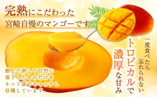 ＜宮崎県産 完熟マンゴー 4L×2玉(合計 約1kg)＞