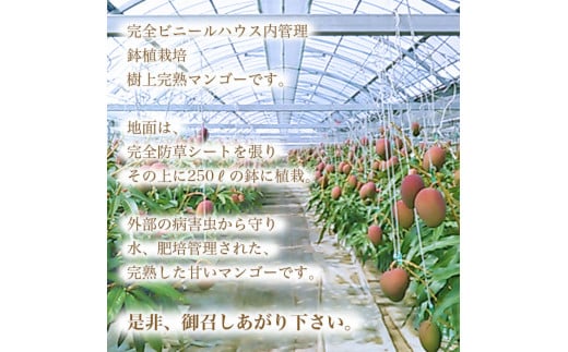 ＜鉢植え樹上　完熟マンゴー 2玉＞2024年5月上旬～6月下旬迄に順次出荷