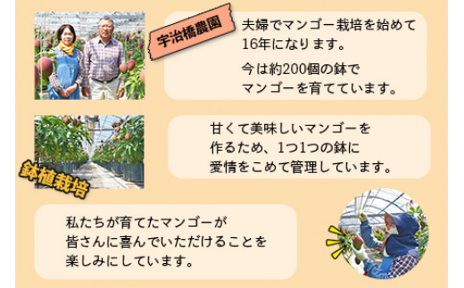 ＜鉢植え樹上　完熟マンゴー 4玉＞2024年5月上旬～6月下旬迄に順次出荷