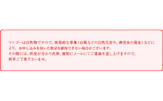 ＜鉢植え樹上　完熟マンゴー 2玉＞2024年5月上旬～6月下旬迄に順次出荷