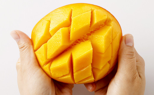 ＜宮崎県産完熟マンゴー 4L×1玉（500g以上）＞2025年4月中旬～7月下旬までに順次出荷