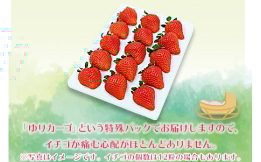 ＜宮崎県産 プレミアム有機いちご大粒12~15粒＞