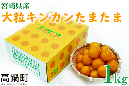 ＜宮崎県産【2024年数量限定】大粒 キンカン たまたま 化粧箱 1kg＞ ※2024年1月中旬～2月末迄に順次出荷します。