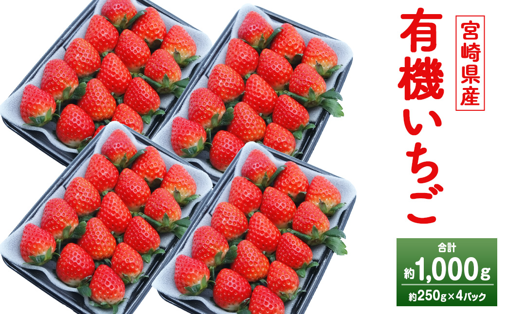 ＜宮崎県産 有機いちご 約1kg（約250g×4パック）＞2026年1月下旬～3月上旬迄に順次出荷 フルーツ 果物 くだもの いちご イチゴ 苺 冷蔵 有機栽培 さがほのか あまおとめ