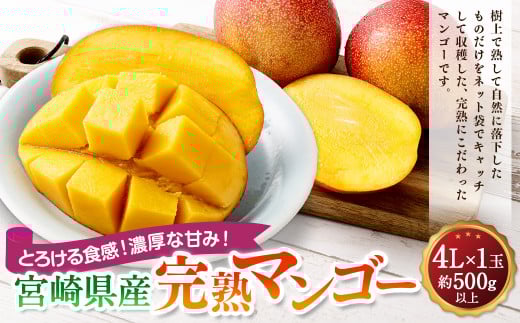 ＜宮崎県産完熟マンゴー 4L×1玉(500g以上)＞