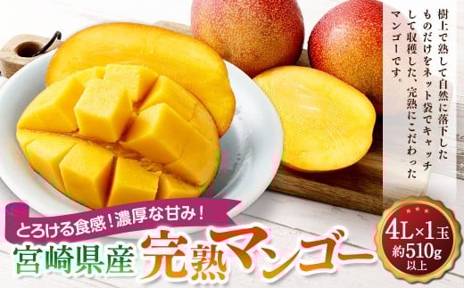 ＜宮崎県産完熟マンゴー 4L×1玉（510g以上）＞