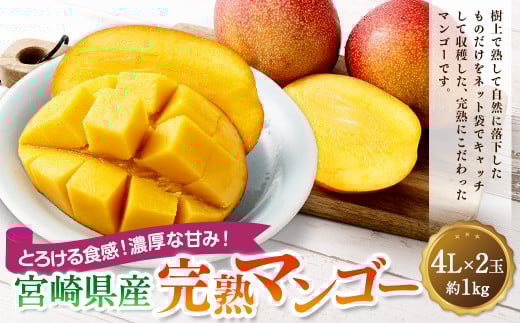 ＜宮崎県産完熟マンゴー 4L×2玉（約1kg）＞