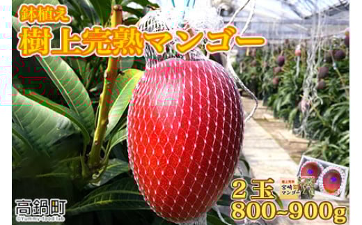 ＜鉢植え樹上　完熟マンゴー 2玉＞2024年5月上旬～6月下旬迄に順次出荷