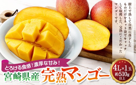 ＜宮崎県産完熟マンゴー 4L×1玉（510g以上）＞