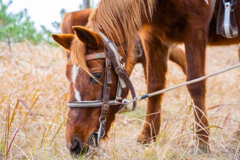 西日本トップクラスの快適さ！潮風感じる乗馬体験(最大4名)