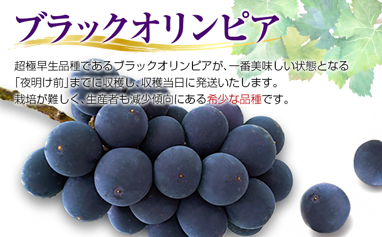 ［ご自宅・ご家庭用］ぶどう 2026年収穫・発送 ナイトハーベスト（夜摘み）種なし『ブラックオリンピア（一番星）』計800g以上 3房 人気 ブドウ フルーツ 果物【B646-26】