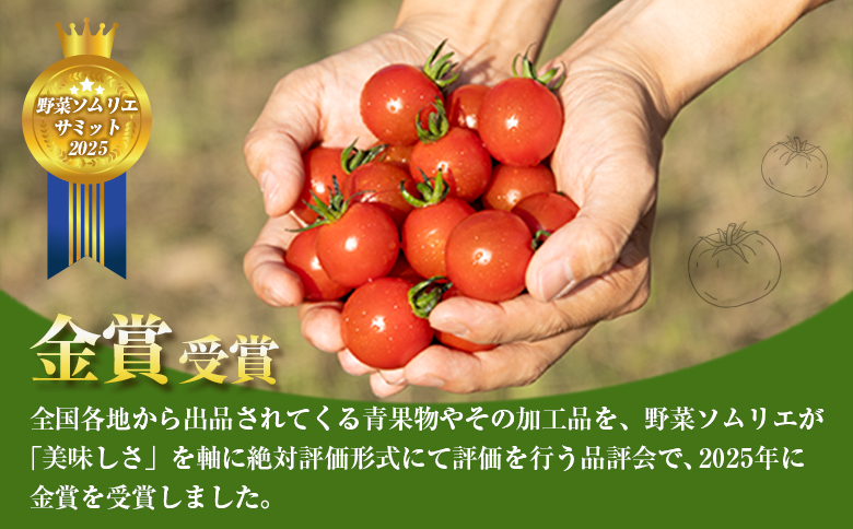 ＜期間・数量限定＞［2026年発送］くるみのトマト 計1.3kg 宮崎県新富町産 朝採れ 野菜 フレッシュ 国産【B667】