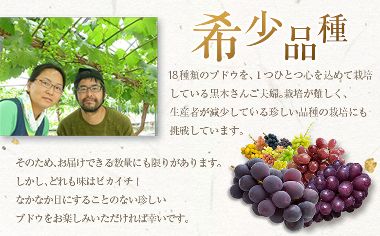 ［ご自宅・ご家庭用］ブドウ 2026年収穫・発送 ナイトハーベスト(夜摘み)『旬の種無しぶどうセット』 合計800g以上 3～4房 希少 人気 ブドウ フルーツ 果物【B668-26】