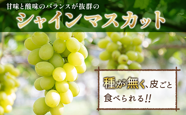 ＜先行予約＞シャインマスカット 3～4房 約2.4kg+100g補償付 宮崎県産 ※2026年8月下旬～【C433-26】