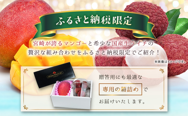完熟マンゴー＆生ライチ トロピカルセット ≪2026年産≫ 宮崎県産 数量限定 人気 フルーツ 果物 詰め合わせ 化粧箱入り【C74-26】